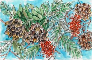 Pinecones and Berries Illustration by Alison Garwood-Jones