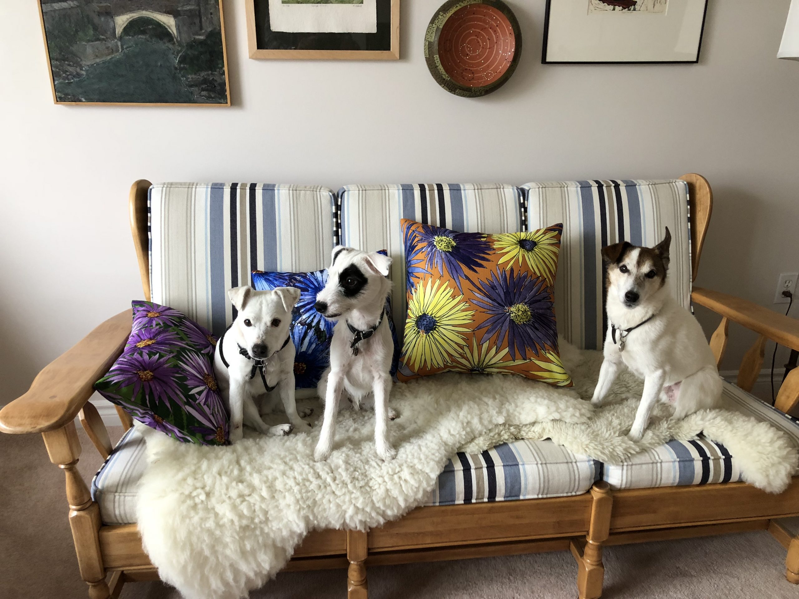 Dogs on My Pillow Designs
